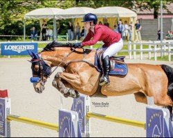 Springpferd Kameraad (KWPN (Niederländisches Warmblut), 2015, von Etoulon VDL)