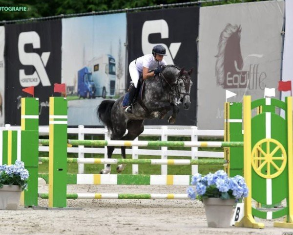 jumper Crazy Boy Greenhills (Holsteiner, 2019, from Cascadello) jumper Crazy Boy Greenhills (Holsteiner, 2019, from Cascadello)
