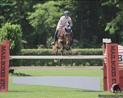 jumper Toto (Holsteiner, 2017, from Toulon)