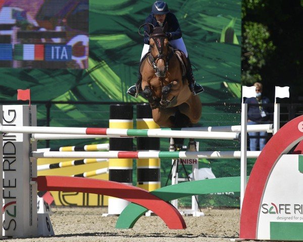 Springpferd Infuria P&P (KWPN (Niederländisches Warmblut), 2013, von Cascadello)