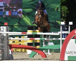Springpferd Infuria P&P (KWPN (Niederländisches Warmblut), 2013, von Cascadello)