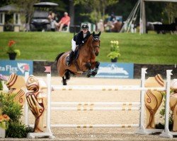 jumper Navaar (Belgian Warmblood, 2013, from Tonixe)