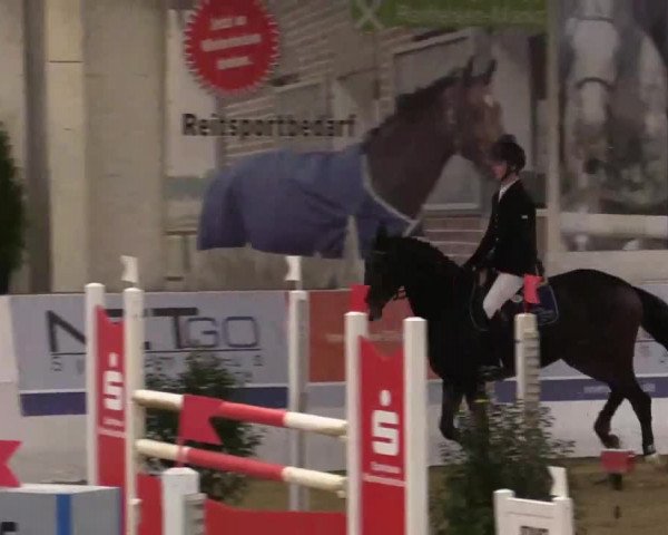 Hallenspringturnier in Borken 2014