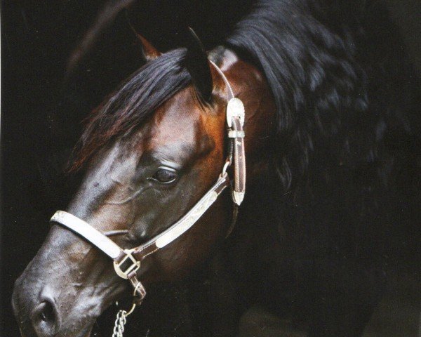 horse Mc Oleaner (Quarter Horse, 2009, from McJac Flash)