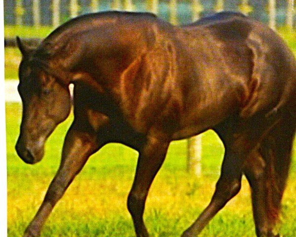 Deckhengst Lean With Hollywood (Quarter Horse, 2002, von Lean With Me)