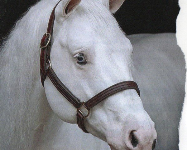 horse My Good Gun (Paint Horse, 2009, from Colonels Smoking Gun)