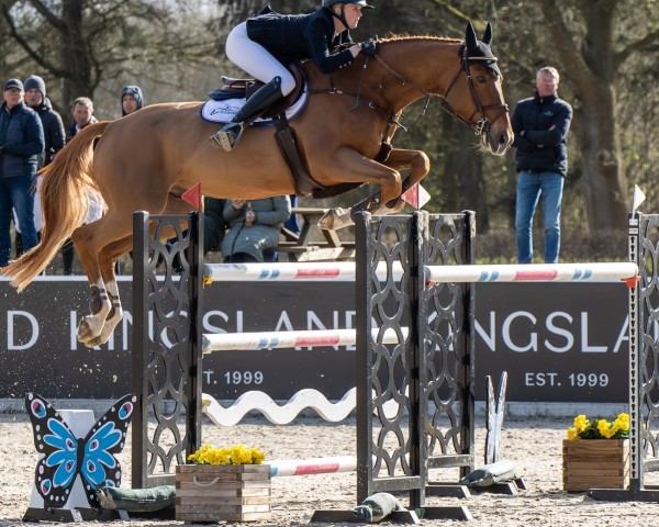 jumper Tamuin LS (Mexican Riding Horse, 2014, from Telstar de la Pomme) jumper Tamuin LS (Mexican Riding Horse, 2014, from Telstar de la Pomme)