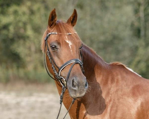 dressage horse Denver's Destination (German Riding Pony, 2006, from Double-Inn (JF))