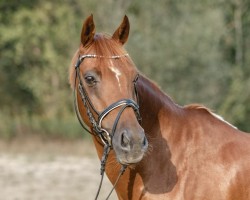 dressage horse Denver's Destination (German Riding Pony, 2006, from Double-Inn (JF))