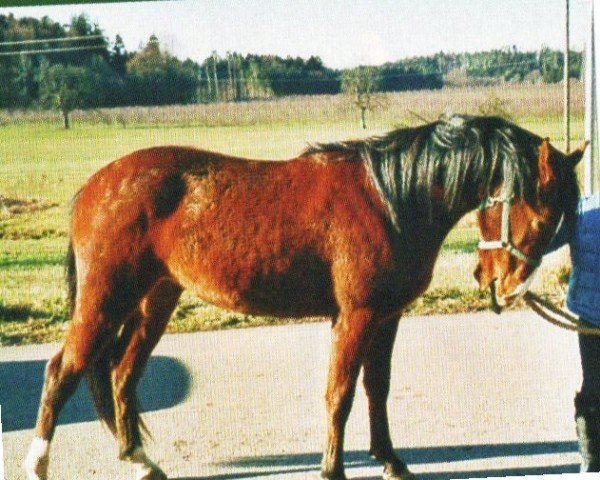 horse Spirit (Arab half breed / Partbred, 2001, from Cariem ox)