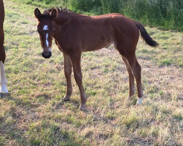 Pferd Opium‘s Revel (Westfale, 2021, von Opium Jw van de Moerhoeve Tn)