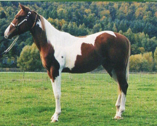horse Justin (Paint Horse, 2002, from Big King Kurt Step)