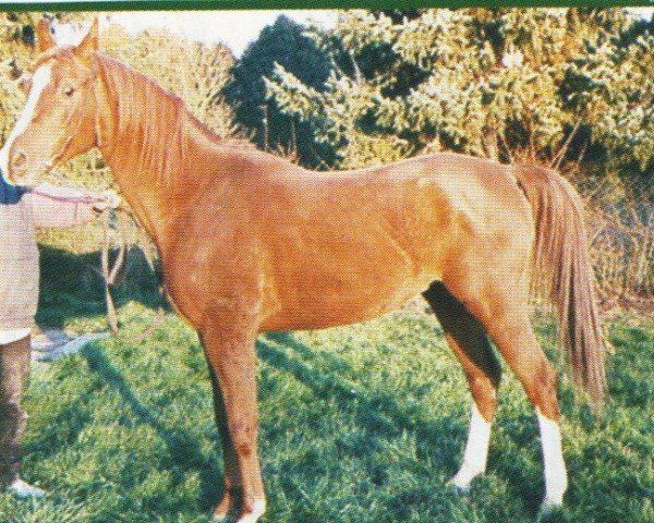 horse Shareefah ox (Arabian purebred, 1998, from Kosmonaut ox)