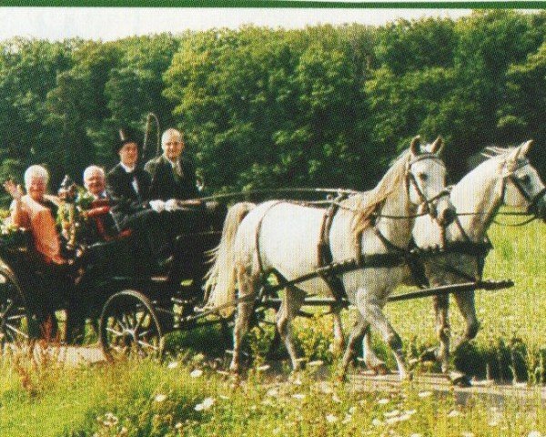 Pferd Hastiban (Araber, 1993, von Hamasa Fadil ox)