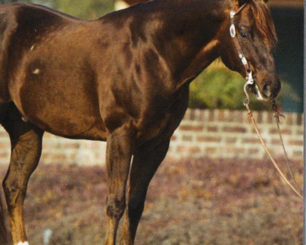 horse Saturdaynight Custom (Quarter Horse, 2000, from Custom Crome) horse Saturdaynight Custom (Quarter Horse, 2000, from Custom Crome)