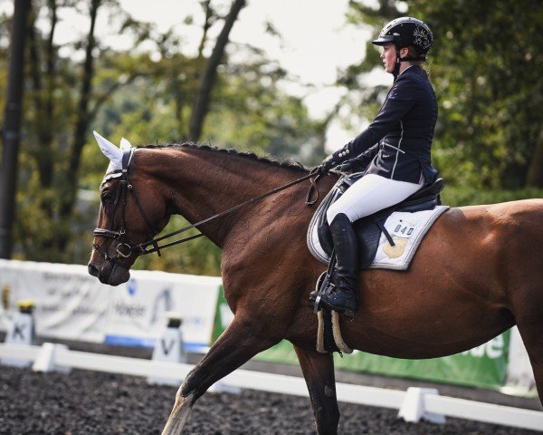 jumper Miss Peppermint (German Sport Horse, 2017, from Peppermint Blue)