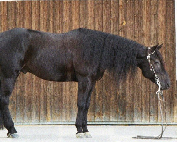 horse Smooth Move Chex (Quarter Horse, 2009, from Chex Enterprise)