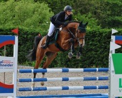 Cavallo da salto Talisco 3 (Oldenburger, 2020, di Tangelo van de Zuuthoeve)