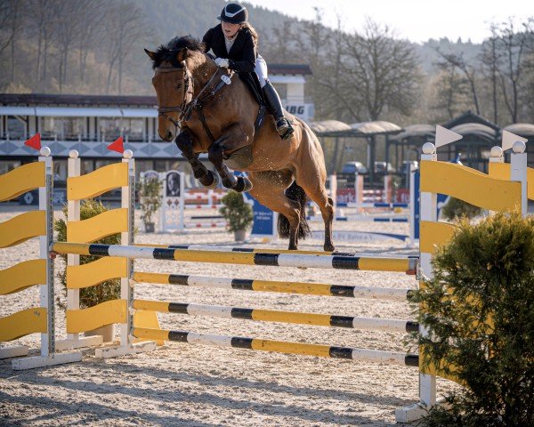 jumper Da Costa 4 (Zangersheide riding horse, 2017, from Diamant de La Lande)