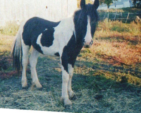 horse Thunder (Tinker / Irish Cob / Gypsy Vanner, 2002, from Shamrock)