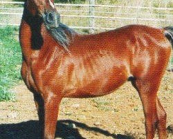 stallion Vk Mahal Nazar ox (Arabian purebred, 2002, from Magnum El Assuad ox)