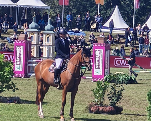 jumper Eau d'Or (Zangersheide riding horse, 2018, from Echo van het Spieveld)