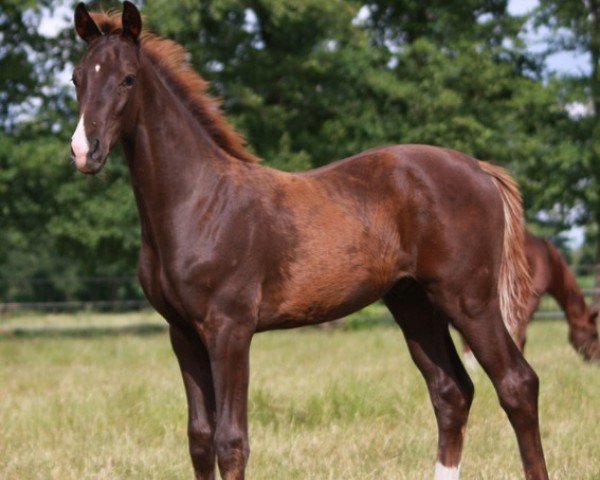 horse Dicello 4 (Hanoverian, 2019, from Glock's Dream Boy)