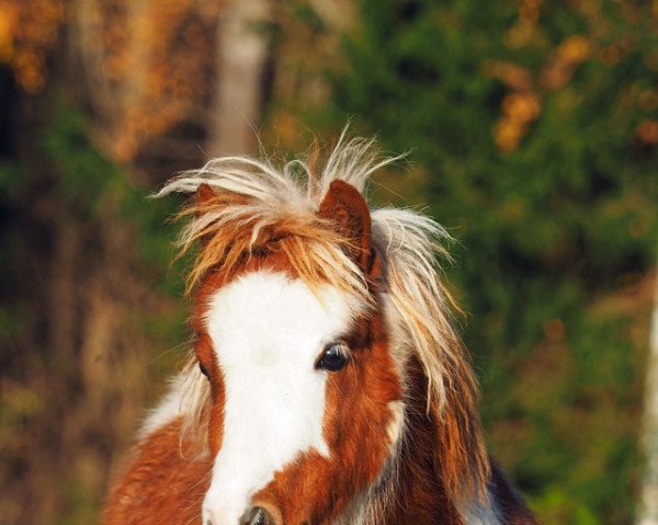 broodmare El Saraja Corifee (Shetland pony (under 87 cm), 2020, from Jungle Little Lord Devero)
