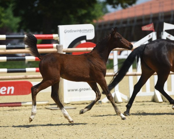 horse Dailys Hope AW (German Riding Pony, 2021, from Dance Star AT NRW)
