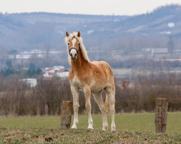 horse Nala (Haflinger, 2024, from Neustart)