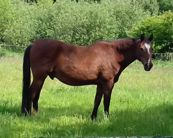 Pferd Olino (New-Forest-Pony, 1990, von Tomatin Golden Gorse)
