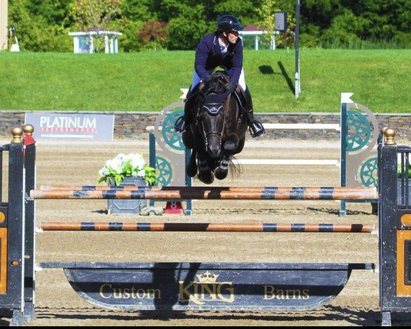 horse Gangsterlinus (KWPN (Royal Dutch Sporthorse), 2011, from VDL Sheraton)