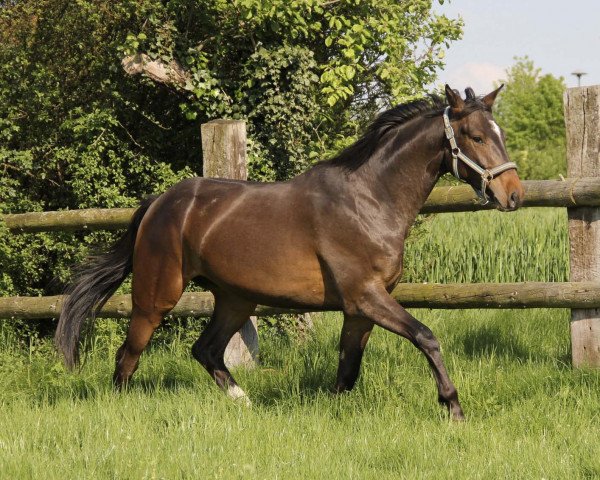horse Hitches Hamilton (Trakehner, 2014, from Herbstkönig 2)