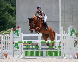 Springpferd Elettra Km CH (Schweizer Warmblut, 2016, von Ekimov Sitte)
