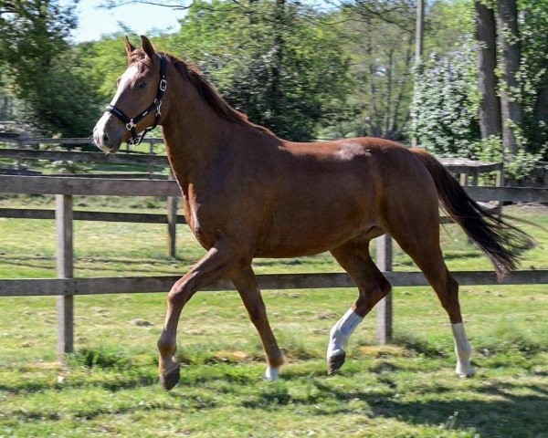 horse Wallach von Venido / Fürstenhof (Hanoverian, 2022, from Venido)