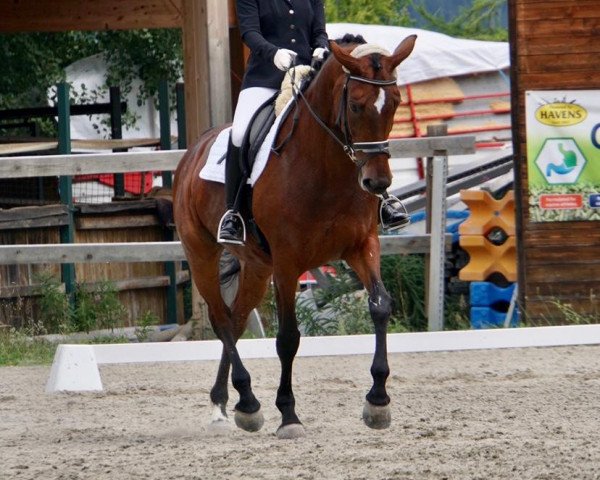 dressage horse Sinfonie Sunshine (Bavarian, 2009, from Don Diamond)