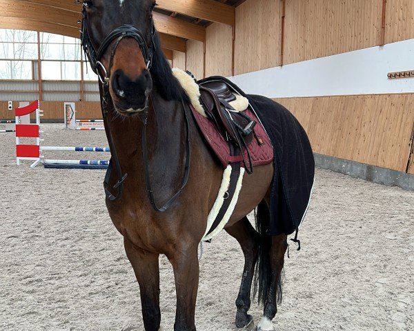 horse Cool Runnings TH (Hanoverian, 2020, from Cador 5)