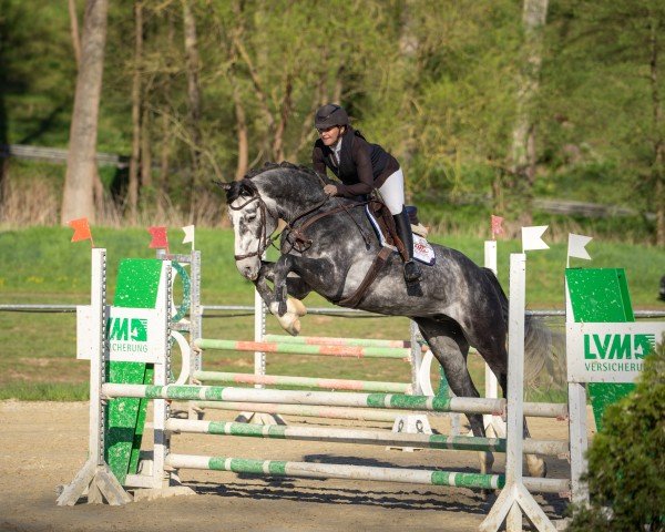 jumper Mission Impossible D (Hanoverian, 2020, from Mumbai)