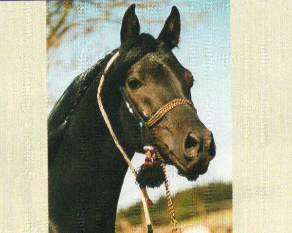 stallion Ajm Amirash ox (Arabian purebred, 1999, from Amarin ox)
