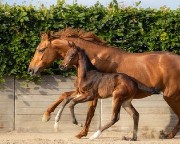 Zuchtstute Fine F Sunny (Westfale, 2006, von Fürst Piccolo)