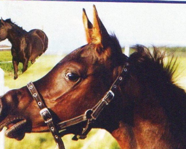 stallion Masalij ox (Arabian purebred, 1999, from Madallan Madheen EAO)