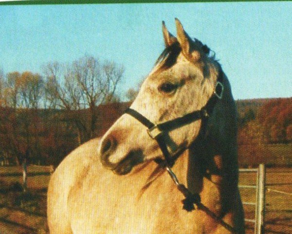 Pferd El Thay Marzug (Araber, 2001, von El Thay Malikh ox)