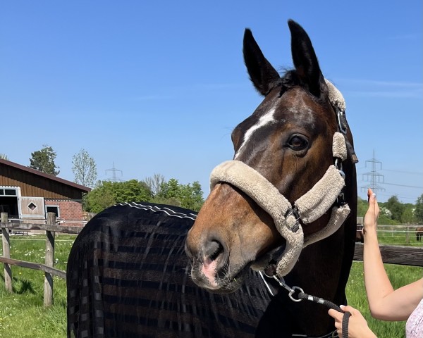 broodmare La Scolara (Hanoverian, 2009, from Scolari)