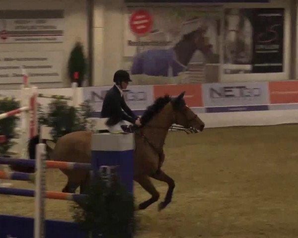 Hallenspringturnier in Borken 2014