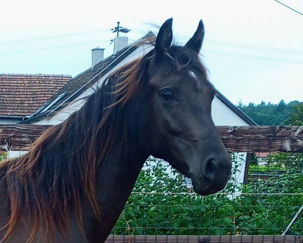 broodmare Ballerina (German Riding Pony, 2019, from Cadlanvalley Sir Ivanhoe)