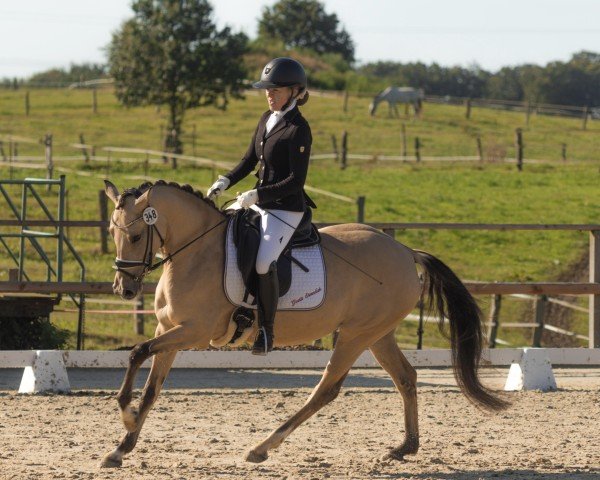 jumper Steendieks I (German Riding Pony, 2020, from Steendieks Morgensterns Dalai)