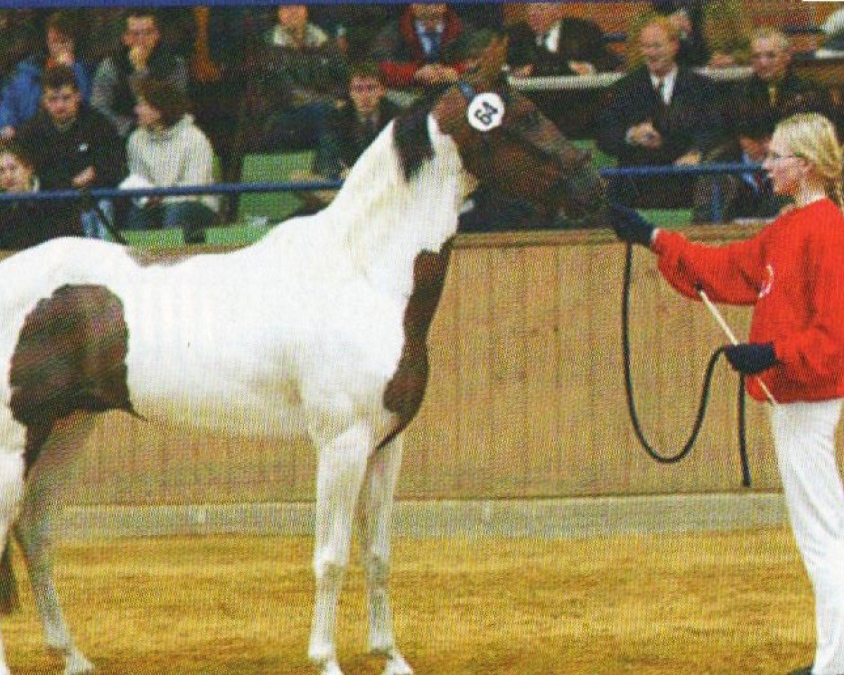 stallion Jaburu Do Cafe (Mangalarga Marchador, 1998, from Nobre Do Cafe)