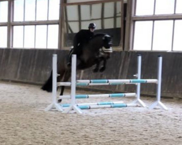 Springpferd Cedrik K (Holsteiner, 2008, von Caretino)