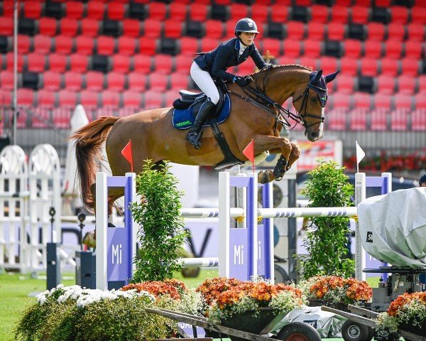 Springpferd PB Coretta Z (Zangersheide Reitpferd, 2013, von Colore)