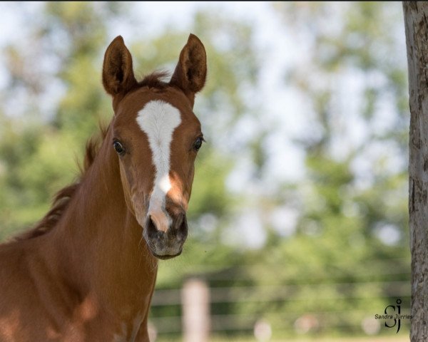 Pferd Rheintänzer (Trakehner, 2021, von Mescalero)